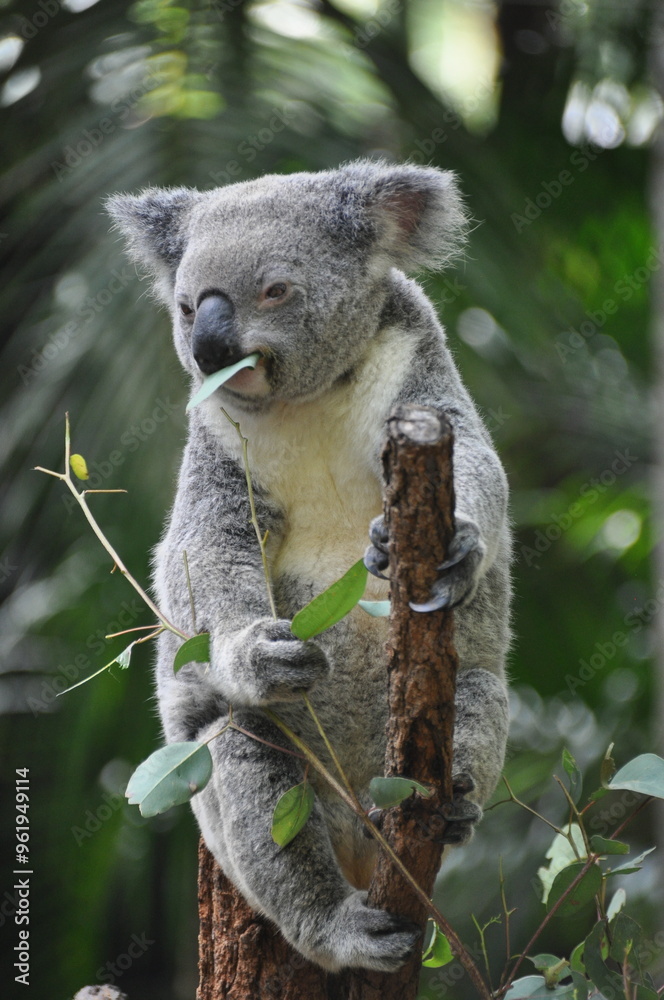 Fototapeta premium Cute koala chewing eucalyptus leaves, Australia
