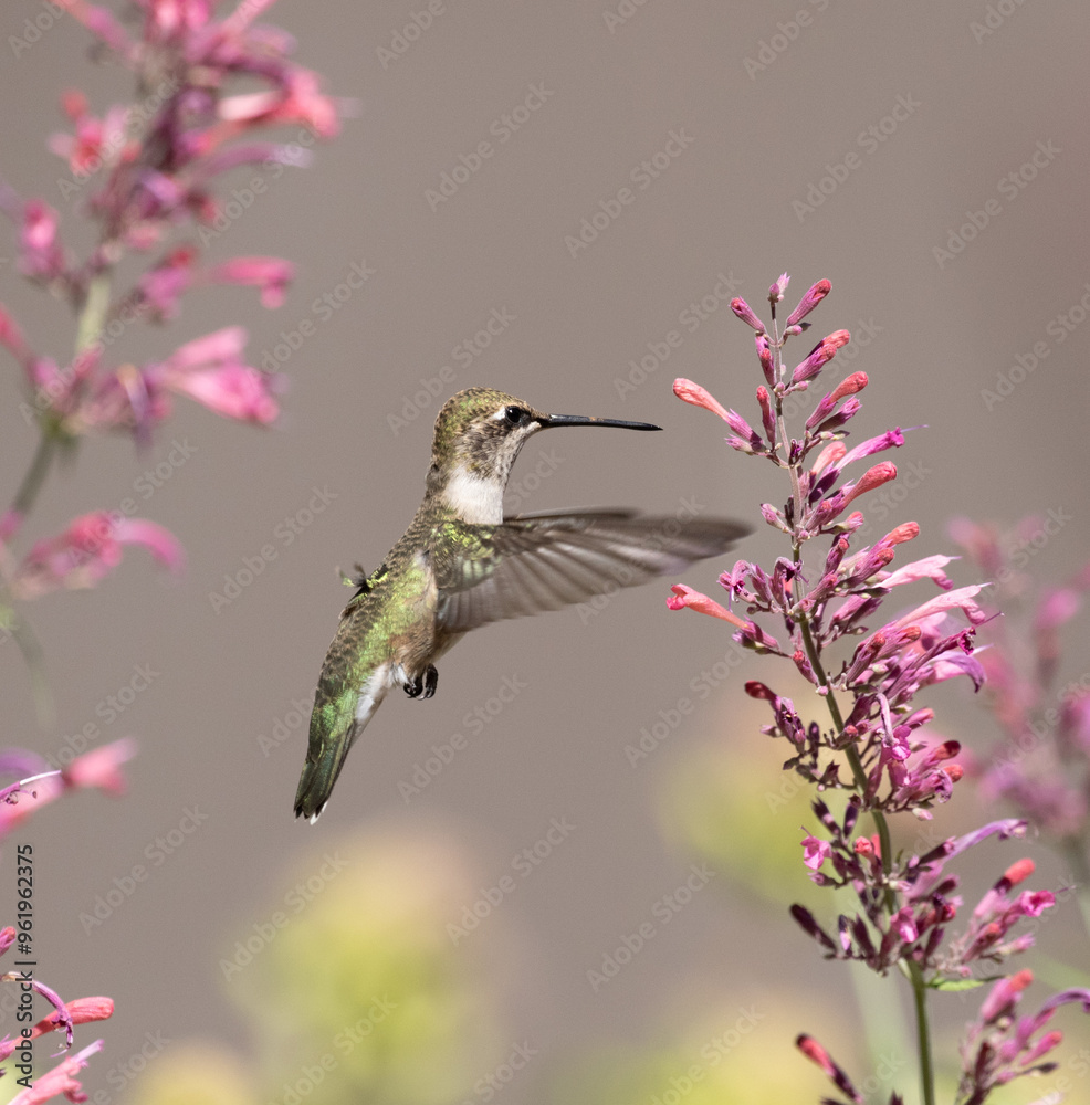 hummingbird feeding on flower