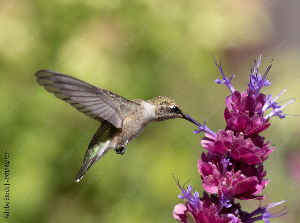 hummingbird feeding on flower