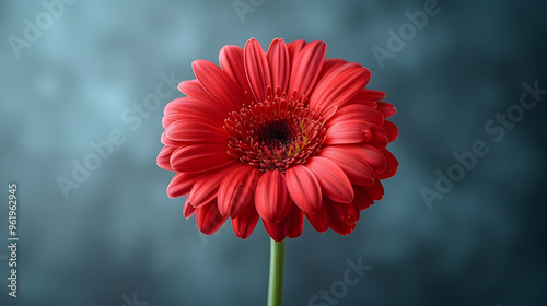 Red Gerbera Flower on a Blue Background - Photography