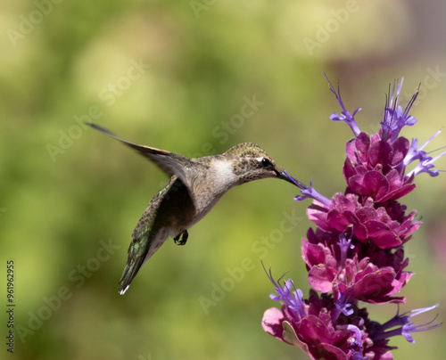 Obraz na płótnie hummingbird feeding on flower w salonie