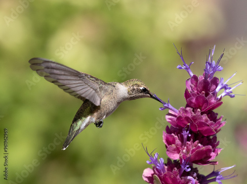 Obraz na płótnie hummingbird feeding on flower w salonie