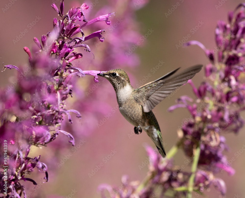 hummingbird feeding on flower