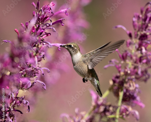 Obraz na płótnie hummingbird feeding on flower w salonie