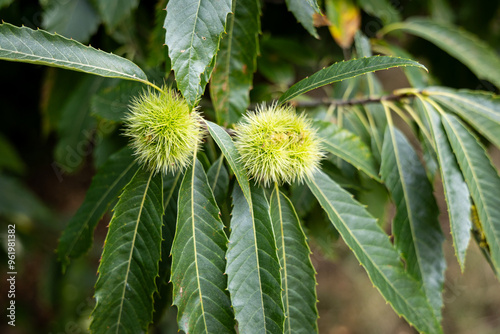 flowers of the sweet chestnut