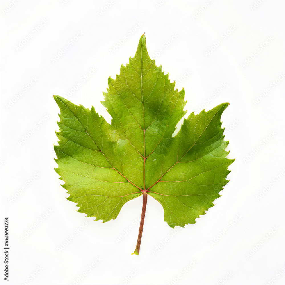 Pile of grape leaves natural texture isolated in white background Pile of grape leaves natural texture isolated in white background