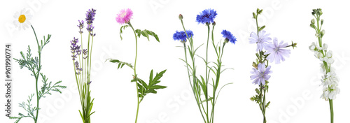 Different beautiful meadow flowers isolated on white, set