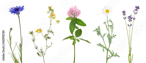 Obraz  z motywem Different beautiful meadow flowers isolated on white, set