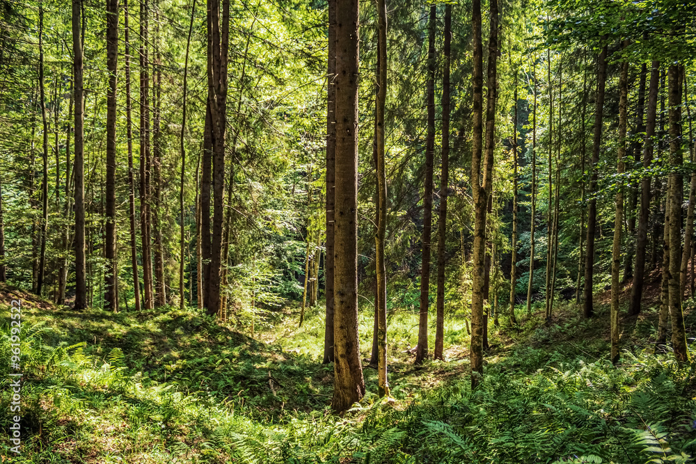 Naklejka premium Cascada Bursuc, Putna 727455 - Europe, Romania, Suchav region 