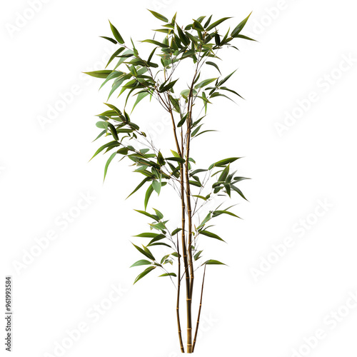 A tall green bamboo plant with lush leaves, isolated on a white background. Ideal for nature, botanical, and decoration themes.