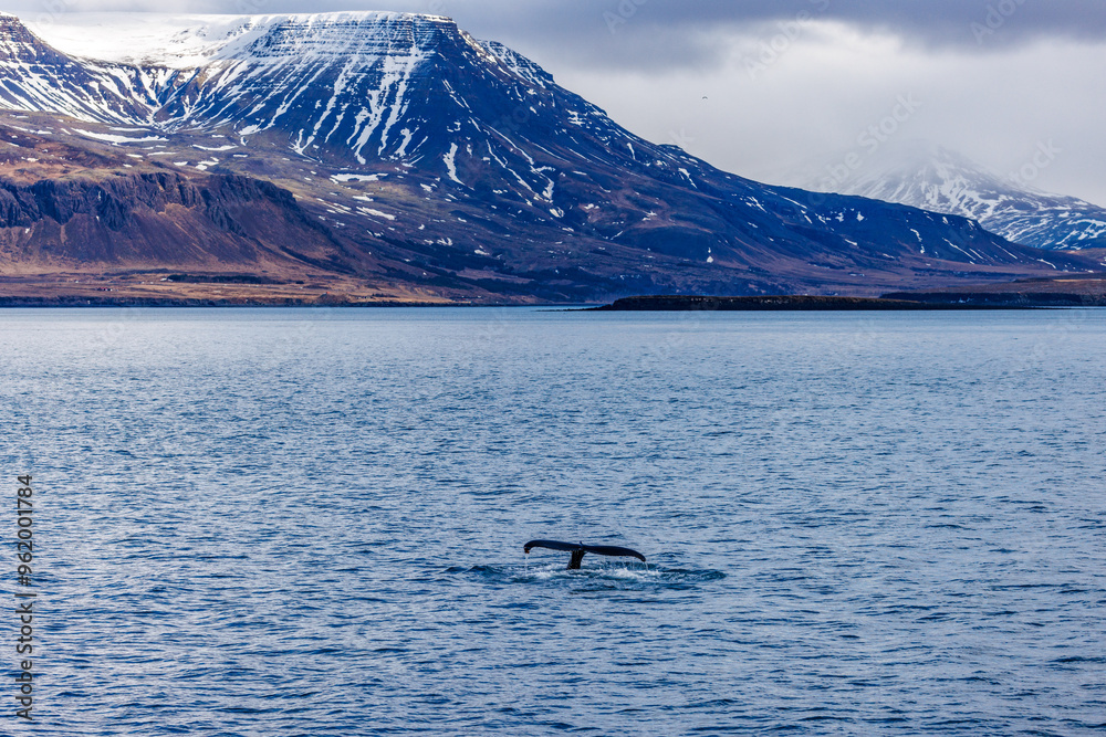 Fototapeta premium whale and the moutains