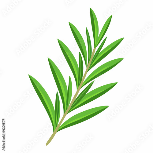 rosemary isolated on a white background, rosemary vector isolated