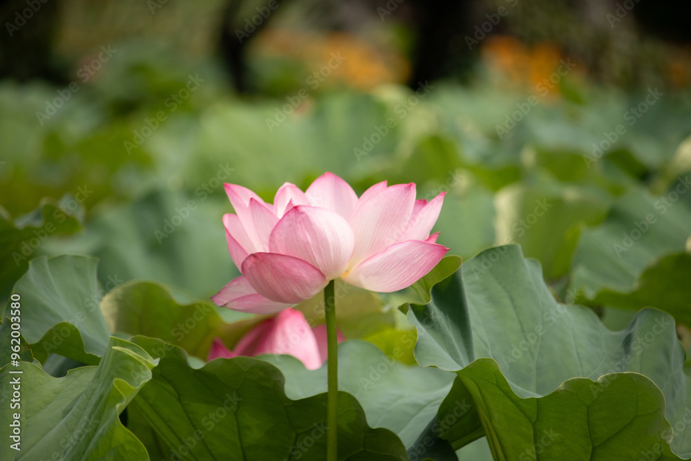 Beautiful Indian Lotus was laying on a pond. The pink petals stretched out to the sun like solar panels capturing light. The edges darker a color than the interior. Big green leaves all around. Beautiful Indian Lotus was laying on a pond. The pink petals stretched out to the sun like solar panels capturing light. The edges darker a color than the interior. Big green leaves all around.