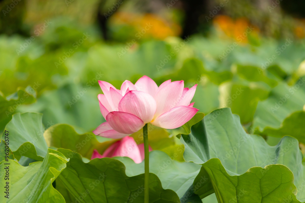 Beautiful Indian Lotus was laying on a pond. The pink petals stretched out to the sun like solar panels capturing light. The edges darker a color than the interior. Big green leaves all around. Beautiful Indian Lotus was laying on a pond. The pink petals stretched out to the sun like solar panels capturing light. The edges darker a color than the interior. Big green leaves all around.