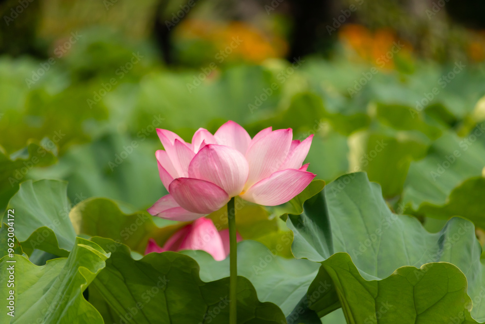 Beautiful Indian Lotus was laying on a pond. The pink petals stretched out to the sun like solar panels capturing light. The edges darker a color than the interior. Big green leaves all around. Beautiful Indian Lotus was laying on a pond. The pink petals stretched out to the sun like solar panels capturing light. The edges darker a color than the interior. Big green leaves all around.