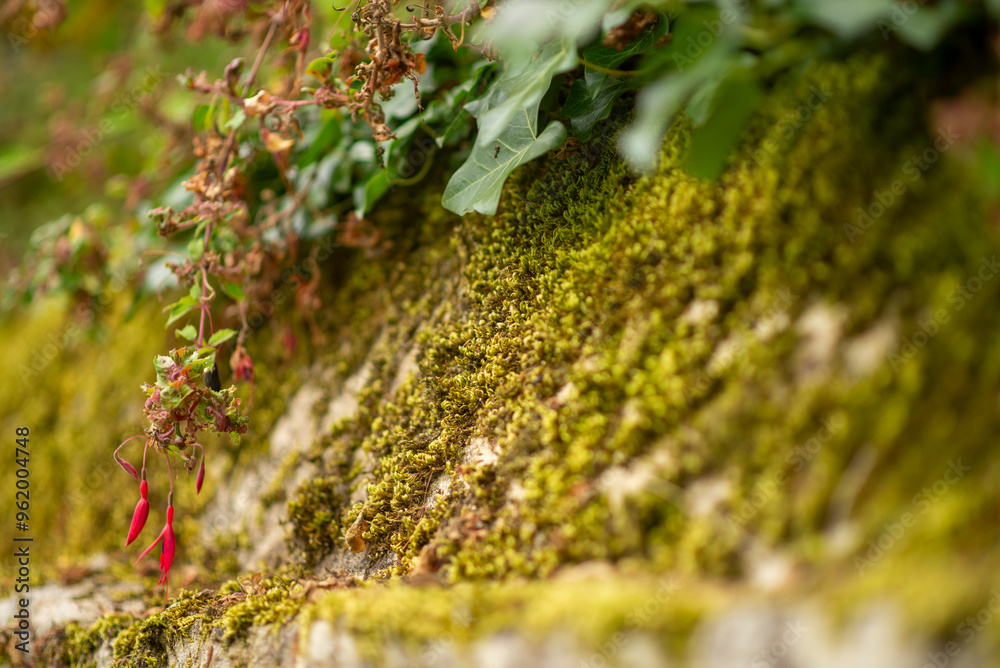 Moss-covered wall with red berries and ivy in lush nature scene Moss-covered wall with red berries and ivy in lush nature scene