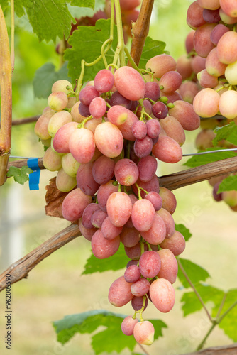 A bunch of pink grapes on a branch close-up