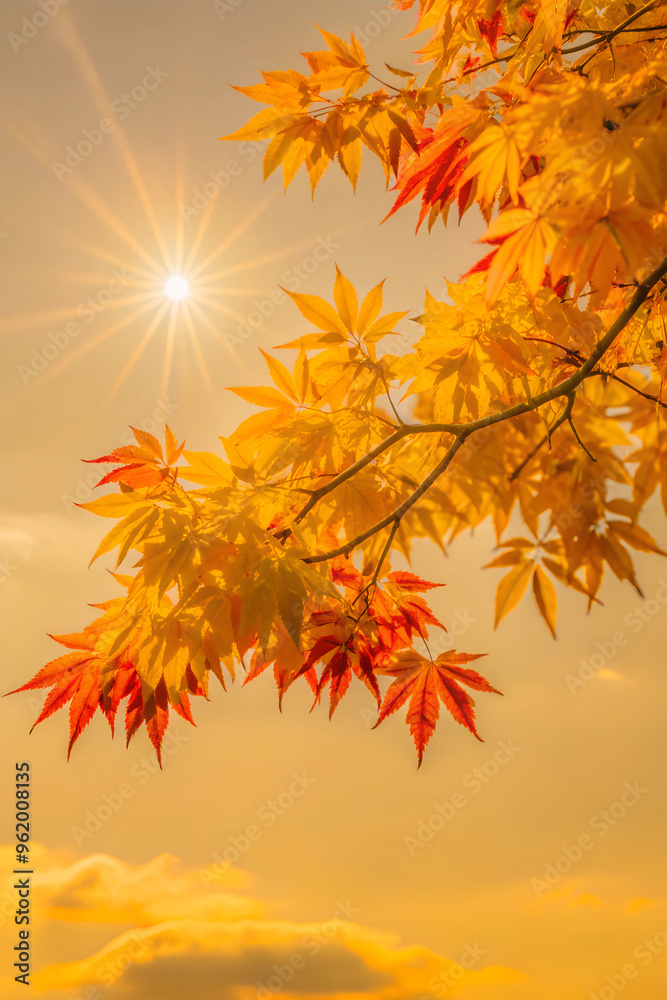 Golden autumn maple leaves glowing in sunlight against warm sky Golden autumn maple leaves glowing in sunlight against warm sky