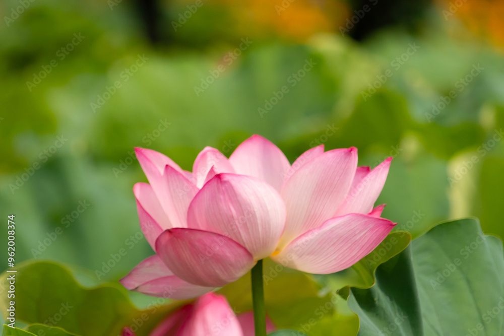 Beautiful Indian Lotus was laying on a pond. The pink petals stretched out to the sun like solar panels capturing light. The edges darker a color than the interior. Big green leaves all around. Beautiful Indian Lotus was laying on a pond. The pink petals stretched out to the sun like solar panels capturing light. The edges darker a color than the interior. Big green leaves all around.