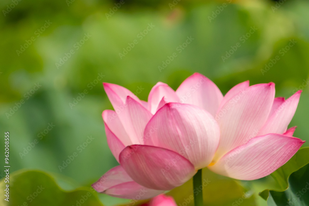 Beautiful Indian Lotus was laying on a pond. The pink petals stretched out to the sun like solar panels capturing light. The edges darker a color than the interior. Big green leaves all around. Beautiful Indian Lotus was laying on a pond. The pink petals stretched out to the sun like solar panels capturing light. The edges darker a color than the interior. Big green leaves all around.