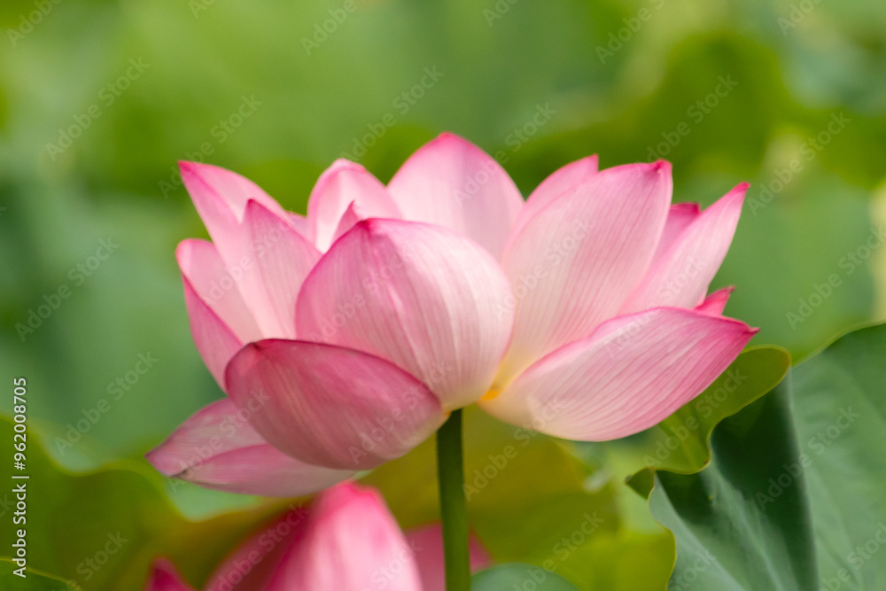 Beautiful Indian Lotus was laying on a pond. The pink petals stretched out to the sun like solar panels capturing light. The edges darker a color than the interior. Big green leaves all around. Beautiful Indian Lotus was laying on a pond. The pink petals stretched out to the sun like solar panels capturing light. The edges darker a color than the interior. Big green leaves all around.