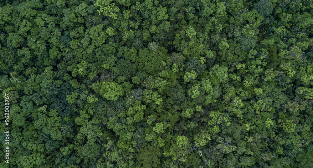 Aerial top view green forest tree texture and background, Tropical rainforest ecosystem ecology healthy environment Texture green tree forest view from above. Aerial top view green forest tree texture and background, Tropical rainforest ecosystem ecology healthy environment Texture green tree forest view from above.