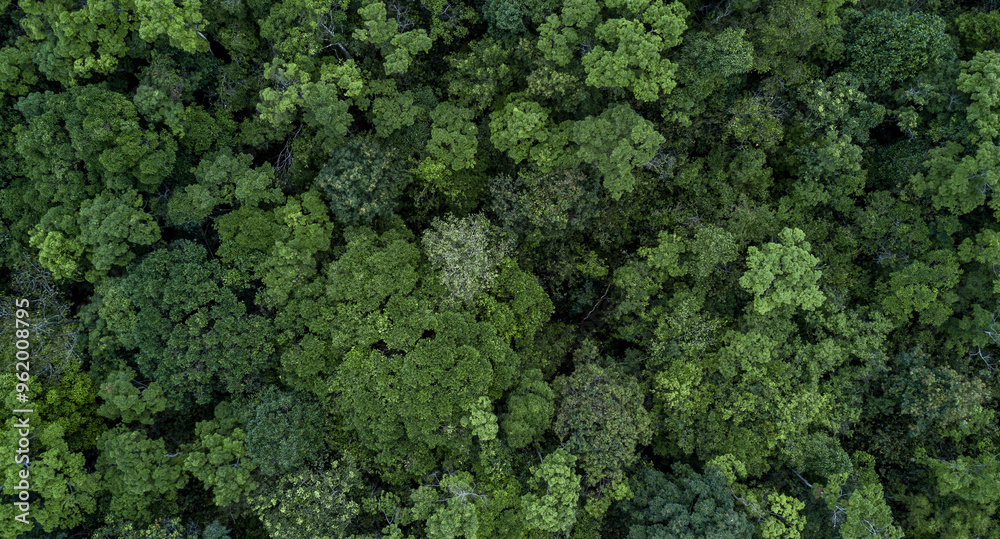 Aerial view green tree forest texture and background, Natural green tree forest background, Tropical rainforest tree ecosystem environment, Texture and background of green tree forest, Nature texture.