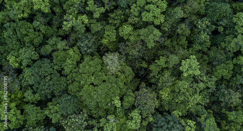 Obraz na płótnie Aerial view green tree forest texture and background, Natural green tree forest background, Tropical rainforest tree ecosystem environment, Texture and background of green tree forest, Nature texture. w salonie