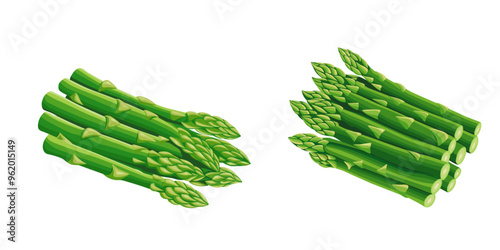 Asparagus vector illustration. isolated on white background. Vector eps 10. perfect for wallpaper or design elements