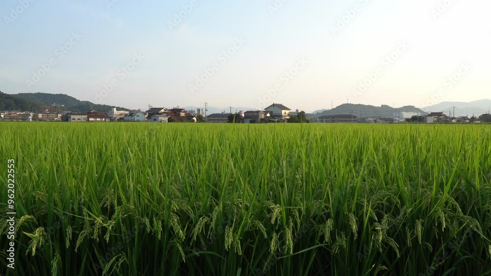 Japanese Rice is ripening all over the fields in Hiroshima Prefecture, Japan. Rice Fields in Hiroshima, Japan. Japanese Rice is ripening all over the fields in Hiroshima Prefecture, Japan. Rice Fields in Hiroshima, Japan.