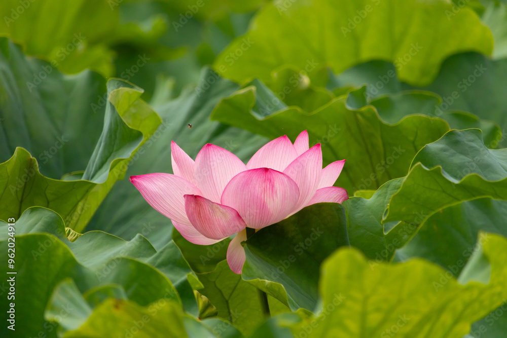 Beautiful Indian Lotus was laying on a pond. The pink petals stretched out to the sun like solar panels capturing light. The edges darker a color than the interior. Big green leaves all around. Beautiful Indian Lotus was laying on a pond. The pink petals stretched out to the sun like solar panels capturing light. The edges darker a color than the interior. Big green leaves all around.