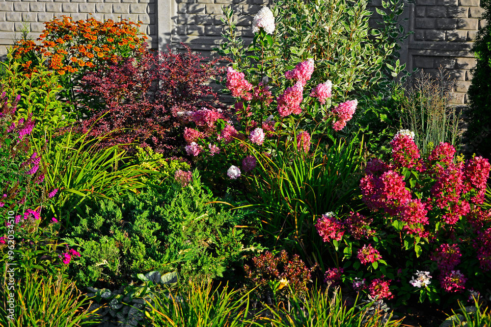 jesienny ogród z krzewami ozdobnymi, Hortensja bukietowa, sadziec purpurowy i byliny, Helenium autumnale, Hydrangea paniculata, Eupatorium purpureum, autumn garden with ornamental shrubs