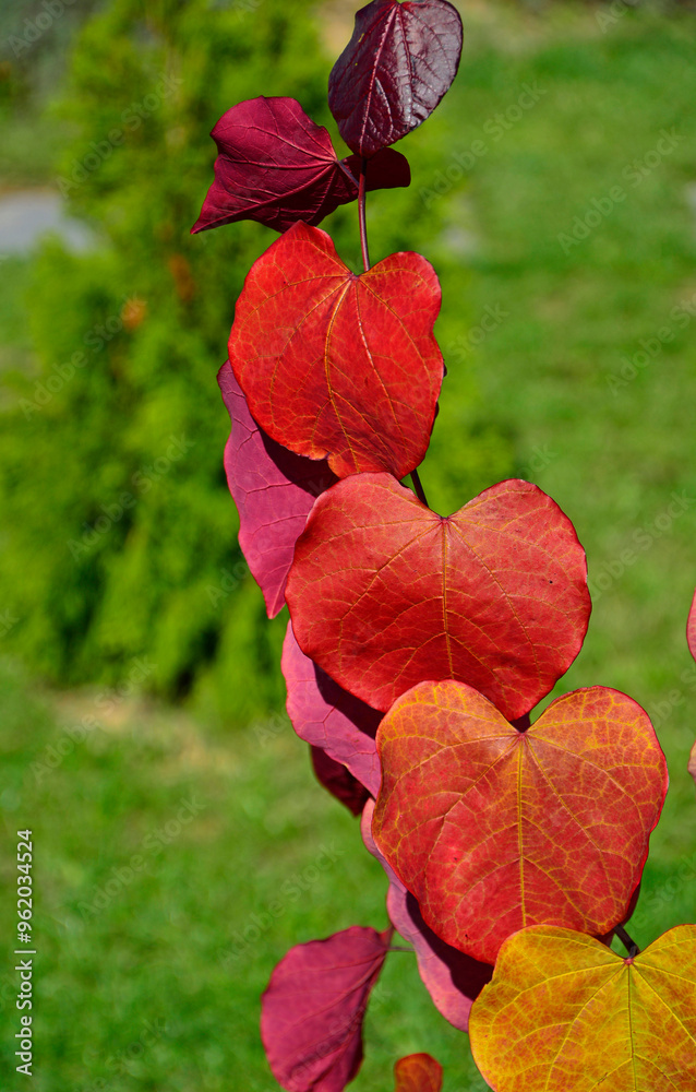 czerwone liście jesienne w słońcu, judaszowiec kanadyjski ETERNAL FLAME, red autumn leaf in the sun backlight, Cercis canadensis, judaszowiec, Redbud tree with red heart shaped leaves in autumn