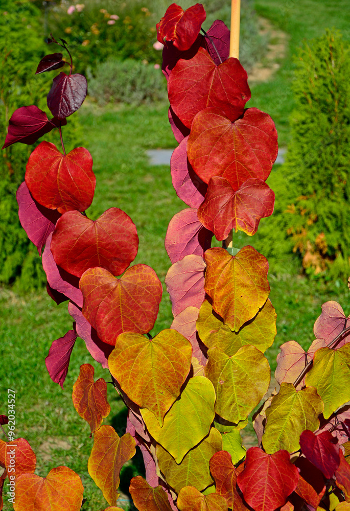 czerwone liście jesienne w słońcu, judaszowiec kanadyjski ETERNAL FLAME, red autumn leaf in the sun backlight, Cercis canadensis, judaszowiec, Redbud tree with red heart shaped leaves in autumn