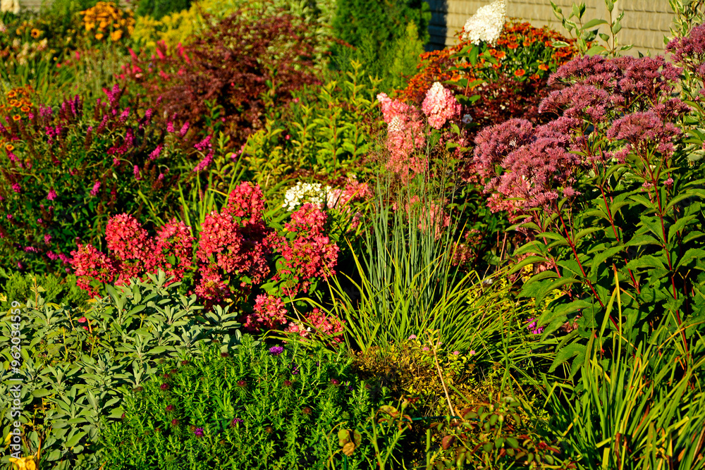 jesienny ogród z krzewami ozdobnymi, Hortensja bukietowa, sadziec purpurowy i byliny, Helenium autumnale, Hydrangea paniculata, Eupatorium purpureum, autumn garden with ornamental shrubs