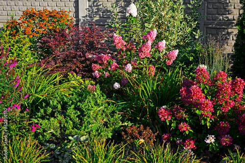 Obraz na płótnie jesienny ogród z krzewami ozdobnymi, Hortensja bukietowa, sadziec purpurowy i byliny, Helenium autumnale, Hydrangea paniculata, Eupatorium purpureum, autumn garden with ornamental shrubs w salonie