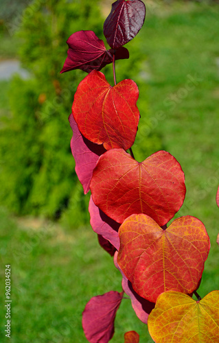 Obraz na płótnie czerwone liście jesienne w słońcu, judaszowiec kanadyjski ETERNAL FLAME, red autumn leaf in the sun backlight, Cercis canadensis, judaszowiec, Redbud tree with red heart shaped leaves in autumn w salonie