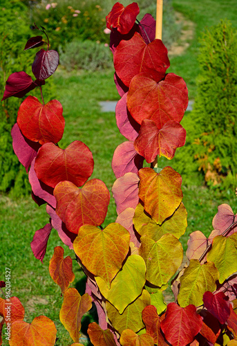 Obraz na płótnie czerwone liście jesienne w słońcu, judaszowiec kanadyjski ETERNAL FLAME, red autumn leaf in the sun backlight, Cercis canadensis, judaszowiec, Redbud tree with red heart shaped leaves in autumn w salonie