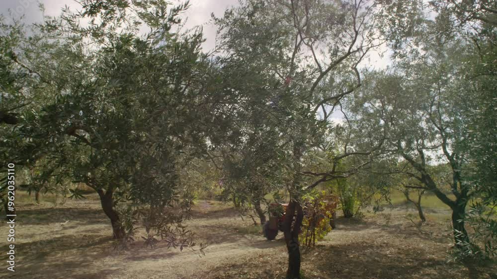 Slow-motion of a tractor vehicle moving between olive trees in an orchard. Slow-motion of a tractor vehicle moving between olive trees in an orchard.
