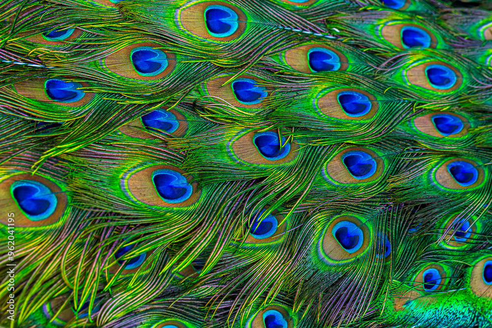 Fototapeta premium Peacock feather,Colorful peacock feathers, glowing peacock feathers. Macro