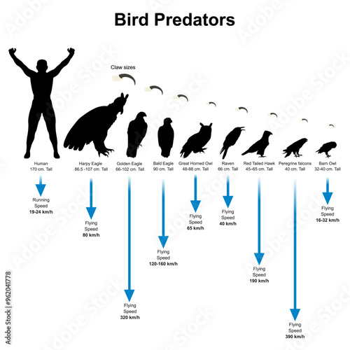 Bird Silhouette. Bird predators that flying swiftly and has claws for grabbing its prey.