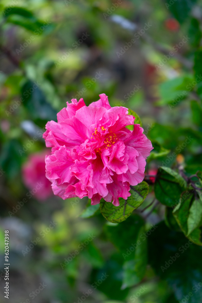 Hibiscus rosa-sinensis Terry Hibiscus pink color. Hibiscus rosa-sinensis Terry Hibiscus pink color.