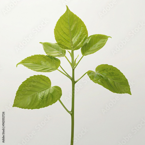 green plant leaves on a white background photo