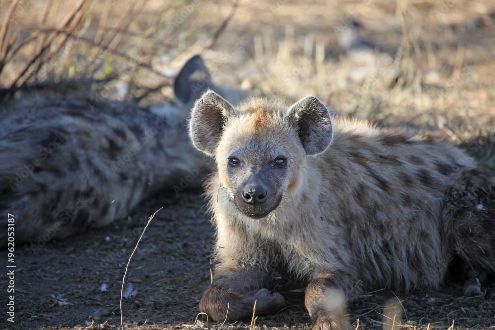 Closeup of a hyena facing the viewer, Sabi Sands, South Africa
Closeup of a hyena facing the viewer, Sabi Sands, South Africa