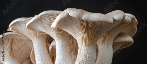 Close-up of Oyster Mushrooms photo