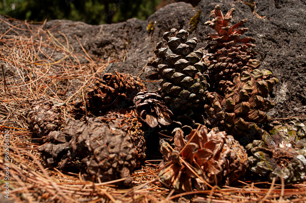 a photo of a collection of dry pine seeds a photo of a collection of dry pine seeds