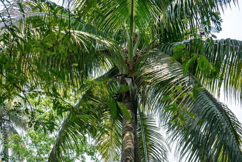 View from below of palm branches.