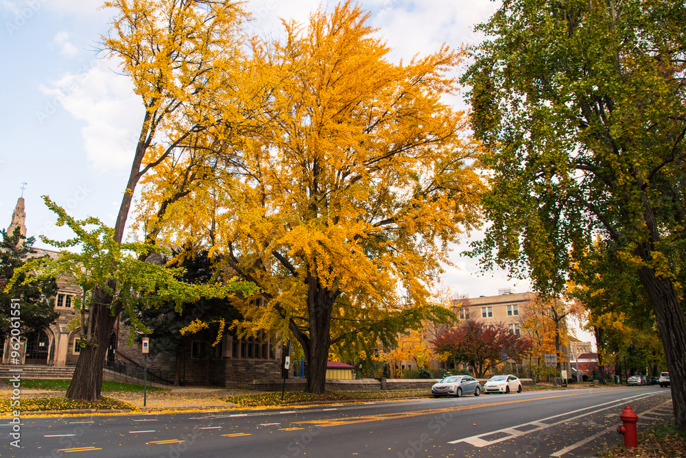 Naklejka premium autumn trees in the park