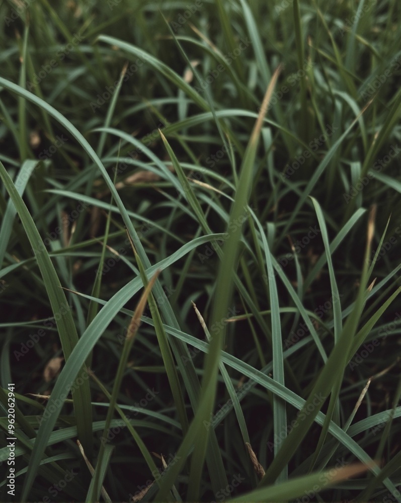 grass background grass background