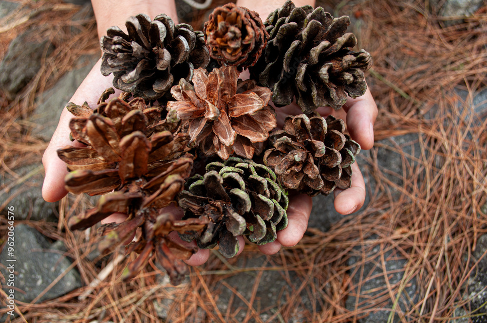 the hand holding the pine cone the hand holding the pine cone